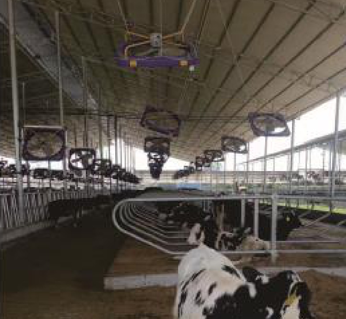 Dairy barn fitted with neck locks, cubicles and ventilation fans